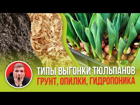 Видео: Грунт, гидропоника или опилки. На чем выгонять тюльпаны к 8 марта?