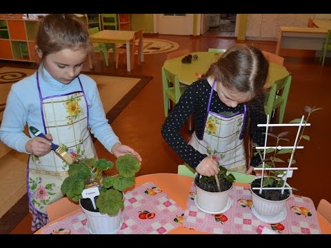 Видео: Занятие "Дежурство в уголке природы", старший возраст