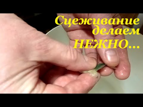 Видео: Разведение тернеции Как БЕЗ ПРОБЛЕМ сцедить икру?