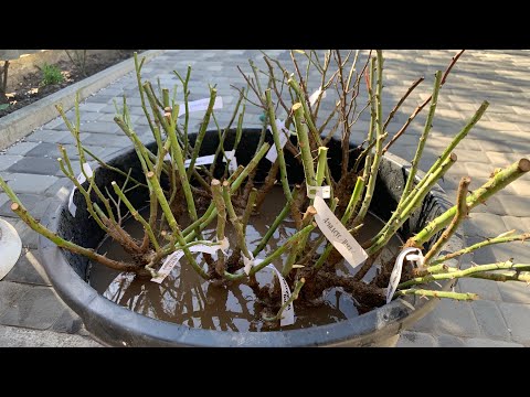 Видео: Розы из питомника «Долина Роз» мой первый заказ, г. Киев 13 апреля 2024 г.