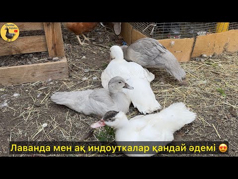Видео: 3 индоутка қатарынан туып жүр. 07.06.2025ж