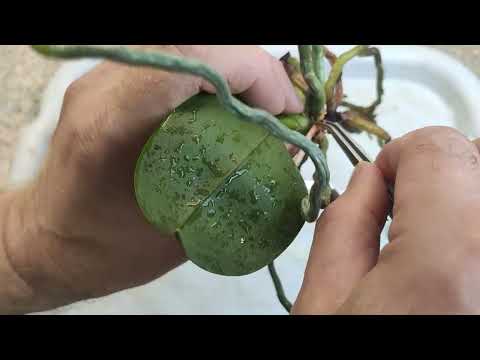 Видео: Орхидея стала болтаться и требует пересадки!