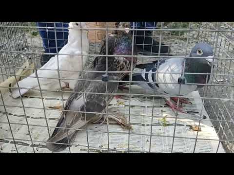 Видео: Ярмарка голубей г.Костанай, РК, 1.06.2025 г.