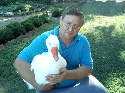 Видео: Формируем гусей на племя.