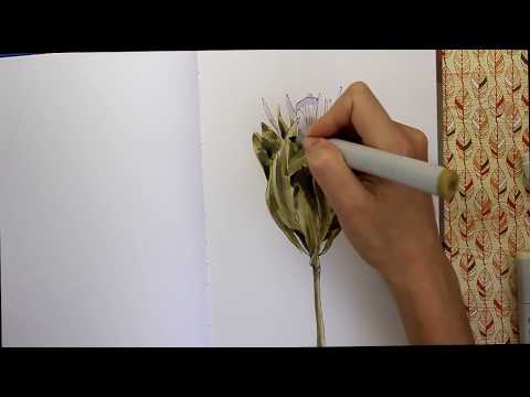 Видео: Ботанический скетч маркерами. Протея или африканская роза. Сухоцвет. Видеоурок Елены Кармаковой
