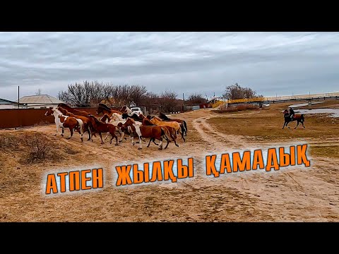 Видео: Жирен айғыр (жорик) үш атпен үйге айдап әкелдік |  Үш бие жабағысымен ұстап алып қалдым.