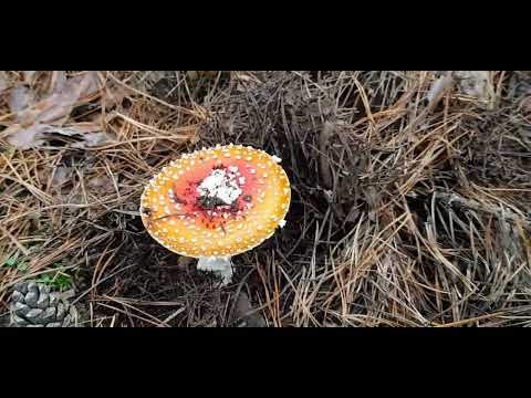 Видео: Опять охота 🍁🍄🍂