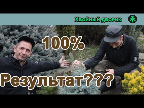 Видео: Черенкование голубой ели 100% результат??? Миф!!!
