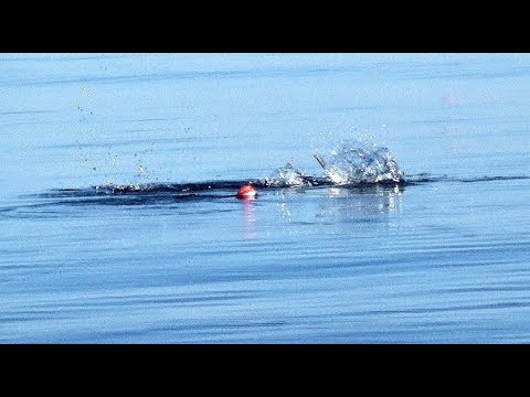 Видео: ЗМЕИ АТАКУЮТ ИЗВИВАЮТСЯ КУСАЮТСЯ!!! Ловля Саргана в Балтийском Море