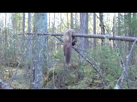 Видео: Начало охоты на пушнину, сезона 24-25г./ С ЛАЙКАМИ НА ПУТИКЕ
