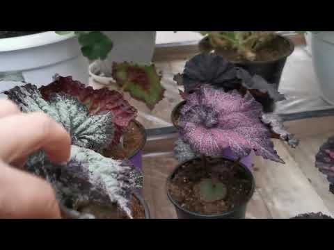 Видео: Работа продолжается, зимняя теплица, предложение черенков пеларгонии и срезов. БЕЛАРУСЬ. 