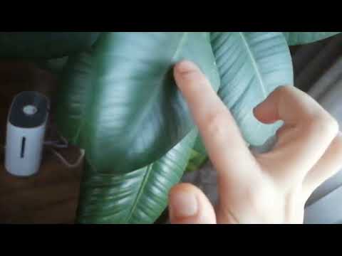 Видео: Как ухаживать за фикусом