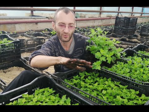 Видео: Хризантема на срез к 1 сентября. Посадка в теплицу