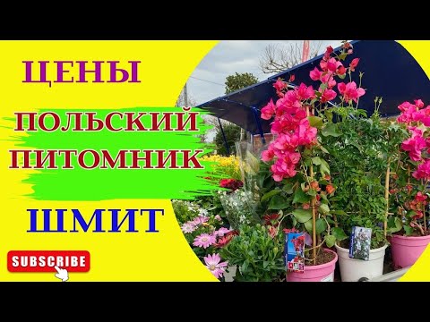 Видео: 🌺Ассортимент и цены на саженцы 2025 в Польше: Питомник Шмит! "Szkółka Szmit"🌱  Обзор.