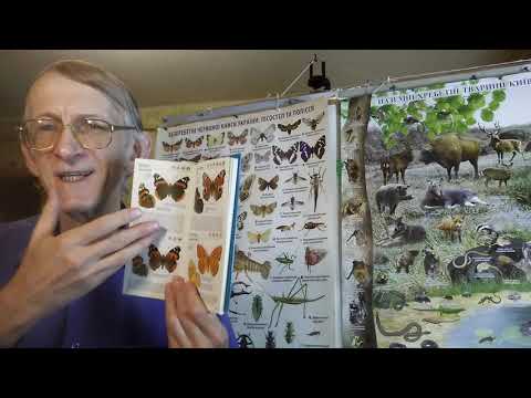 Видео: Разведение Бабочек в Домашних Условиях, ЧАСТЬ-1.  Как и Зачем Разводить Бабочек?