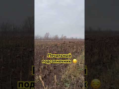 Видео: Печальный подсолнечник