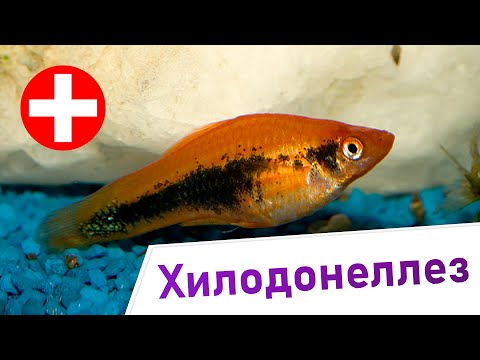 Видео: Хилодонеллез - Симптомы и лечение. Инфузории рода Хилодонелла.