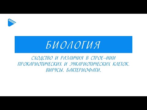 Видео: 10 класс - Биология - Сравнение строения клеток прокариотов и эукариотов. Вирусы. Бактериофаги