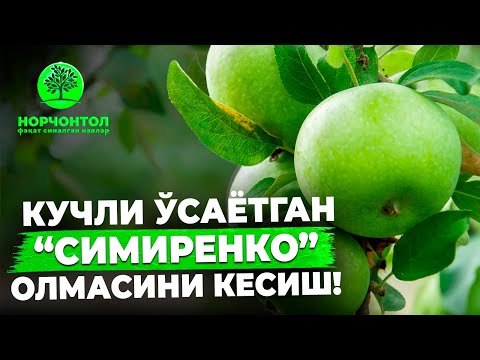 Видео: КУЧЛИ ЎСГАН ДАРАХТЛАРНИ КЕСИШНИ ҚУЛАЙ ЙЎЛЛАРИ | ШУҲРАТ АБРОРОВ #shuhratabrorov