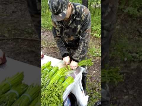 Видео: Засолка папоротника.