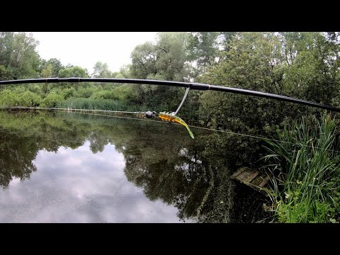 Видео: Нашел пруд в лесу, решил половить. #микроджиг#