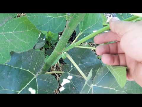 Видео: Инжир - удаление пасынков .