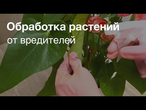 Видео: №81. Вредители и болезни комнатных растений. Чем и как обрабатывать. Список препаратов.