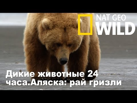 Видео: Nat Geo Wild: Дикие животные 24 часа.Аляска: рай гризли / Wild 24