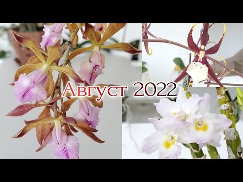 Видео: Цветение Август 2022