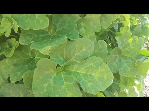 Видео: Фицефалия или тыква фиголистная. Аккуратная незнакомка