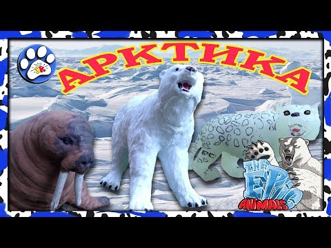 Видео: Снежные хищники и ко макси АРКТИКА (EPIC ANIMALS) как ДЕАГОСТИНИ 🐧🐋❄️