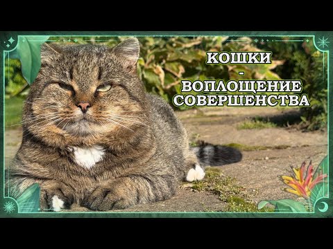 Видео: КОШКИ - воплощение совершенства