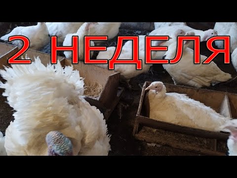 Видео: 2 неделя инкубации индюшиных яиц