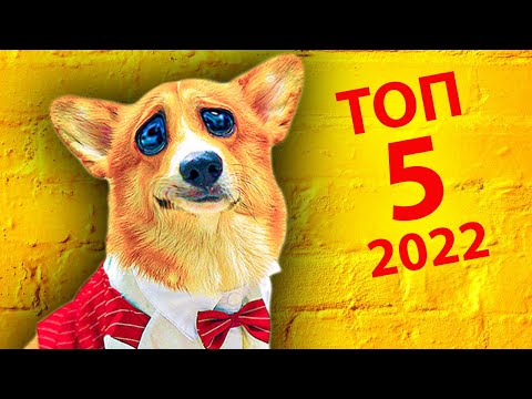 Видео: 5 лучших серий 2022 года! (Корги Коржик) Говорящая собака