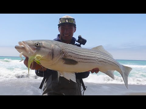 Видео: Рыбалка с берега — ПОЛОСАТЫЙ ОКУНЬ на ужин!