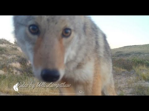 Видео: Еще один вор хочет вырвать камеру с видеонаблюдения