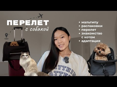 Видео: Влог: перелет с собакой, жизнь с мальтипу, распаковки, знакомство с котом, адаптация на новом месте