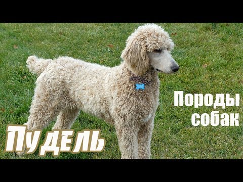 Видео: Породы собак. Пудель