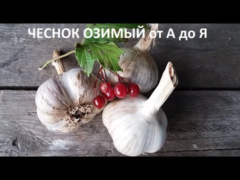 Видео: Чеснок озимый от А до Я.