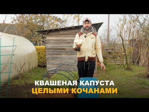 Видео: КВАШЕНАЯ КАПУСТА КОЧАНАМИ. Рецепты квашеной капусты целыми и резаными кочанами.