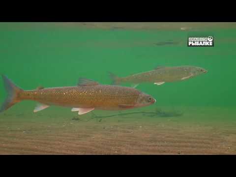 Видео: РЫБЫ АМУРА. О чём молчат рыбы 94 FISHES OF THE AMUR RIVER. FISCHE DES AMUR FLUSSES.