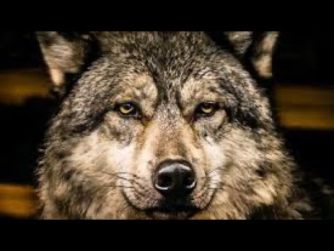 Видео: Дикая охота: Гибридный волк или охотничья собака. Волэнды Казиса Буошки