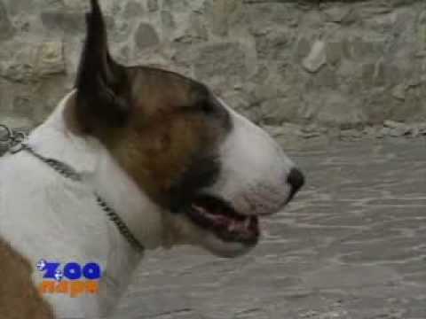 Видео: бультерьер и компания