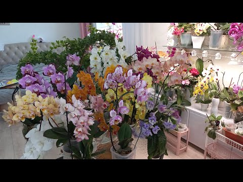 Видео: Пик цветения моих любимых орхидей! 13.05.25