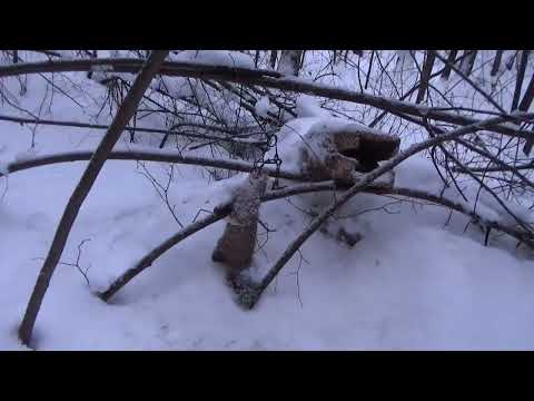 Видео: Проверка капканов 2025г удачно.