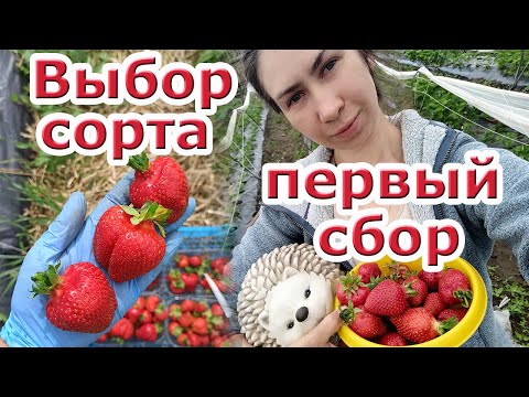 Видео: Клубника в Сибири. Выбор сорта и первый сбор.