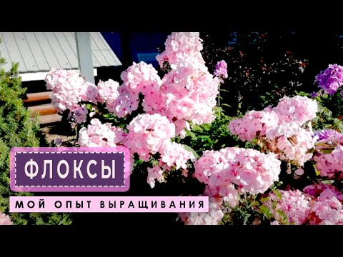 Видео: ФЛОКСЫ в моём саду. Болезни флоксов
