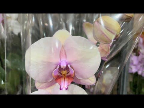 Видео: 🌸 !!!Обзор у Иван Ивановича!!! 🌸