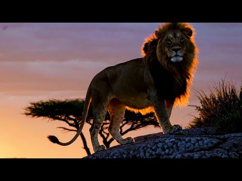 Видео: Orchestra " Lounge Lion-ivanish" In the Land of Kilimanjaro / В Краях Килиманджаро
