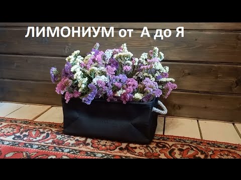 Видео: Лимониум от А до Я